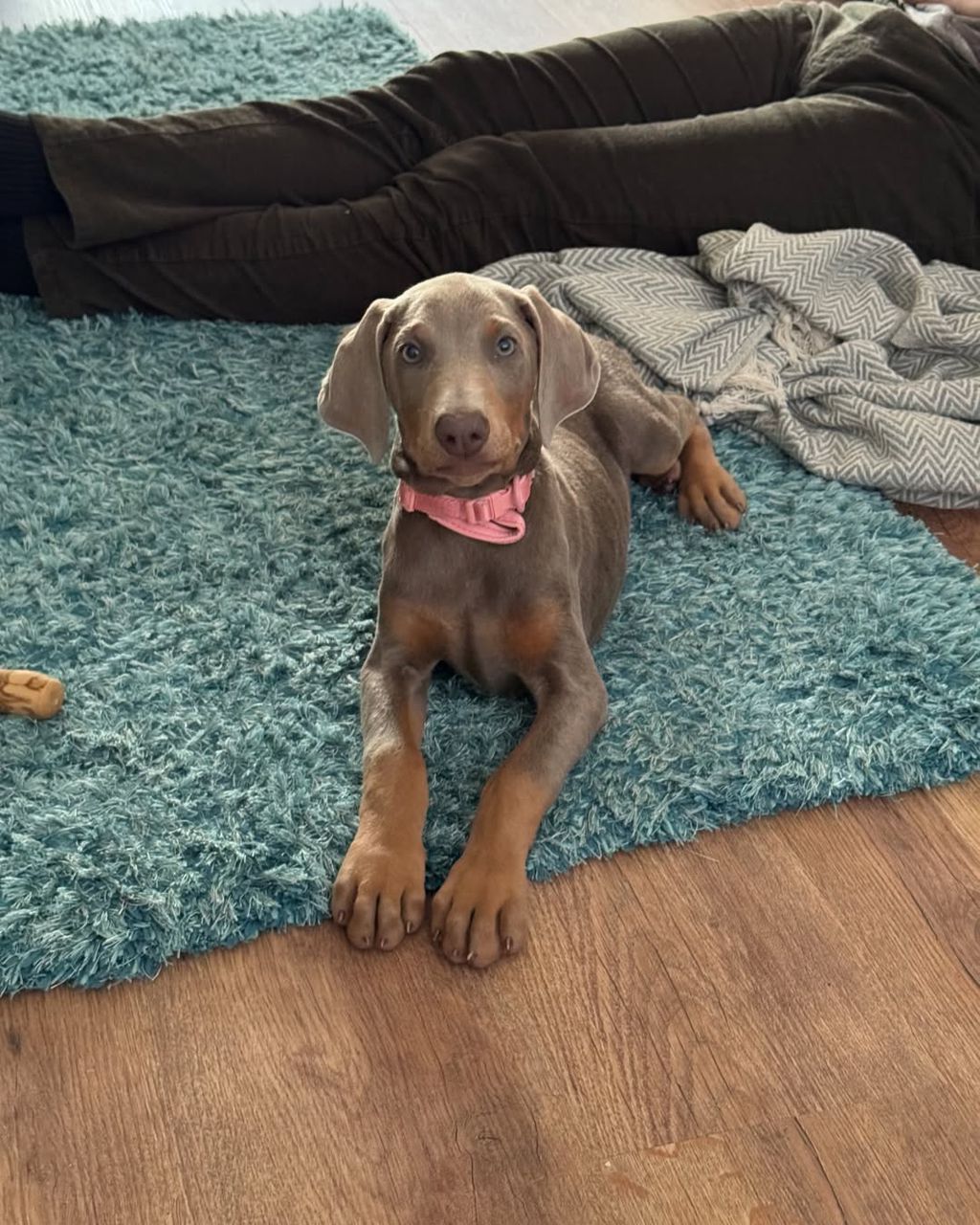 Doberman puppy Kiara
