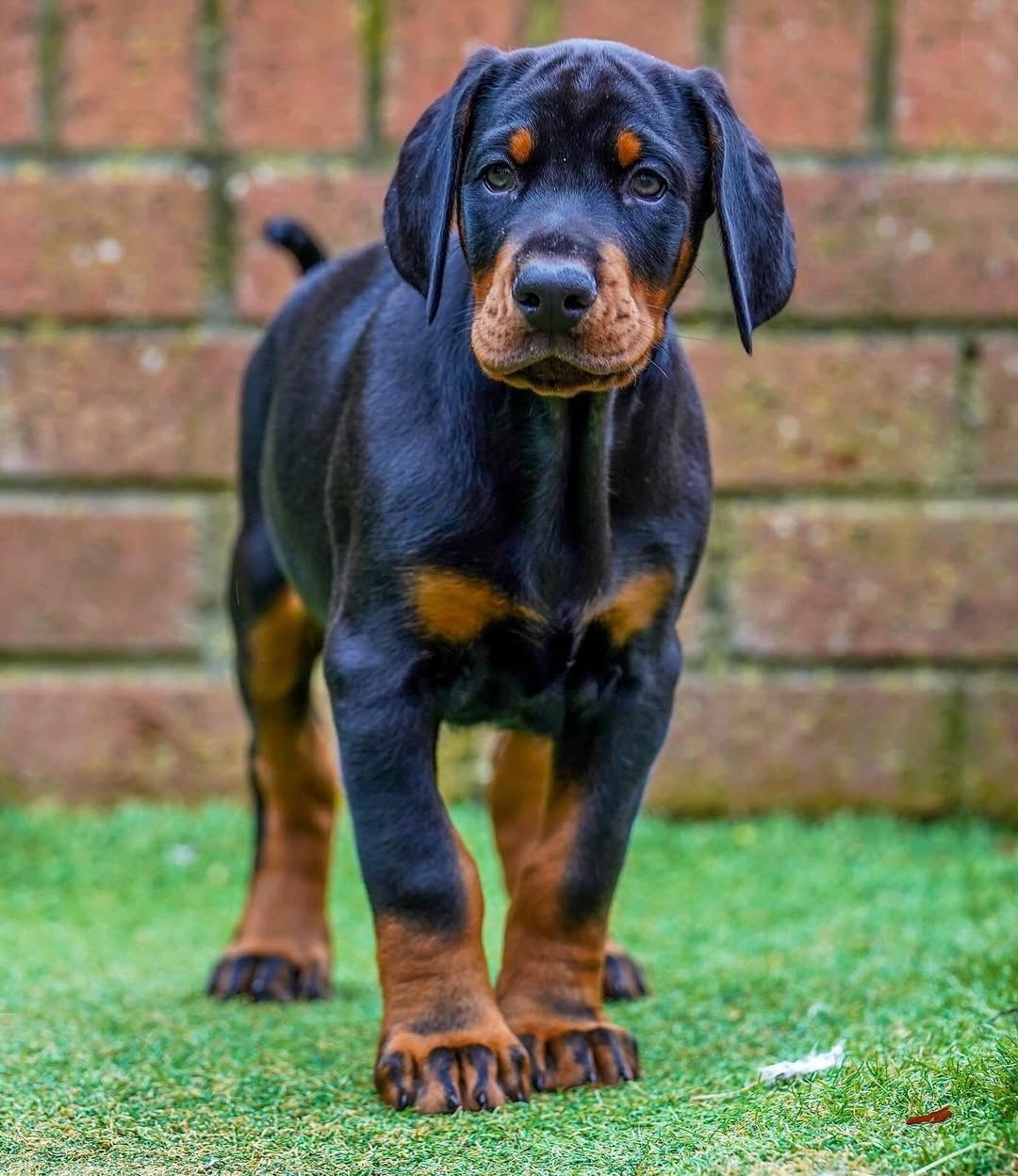 Doberman puppy Ronnie
