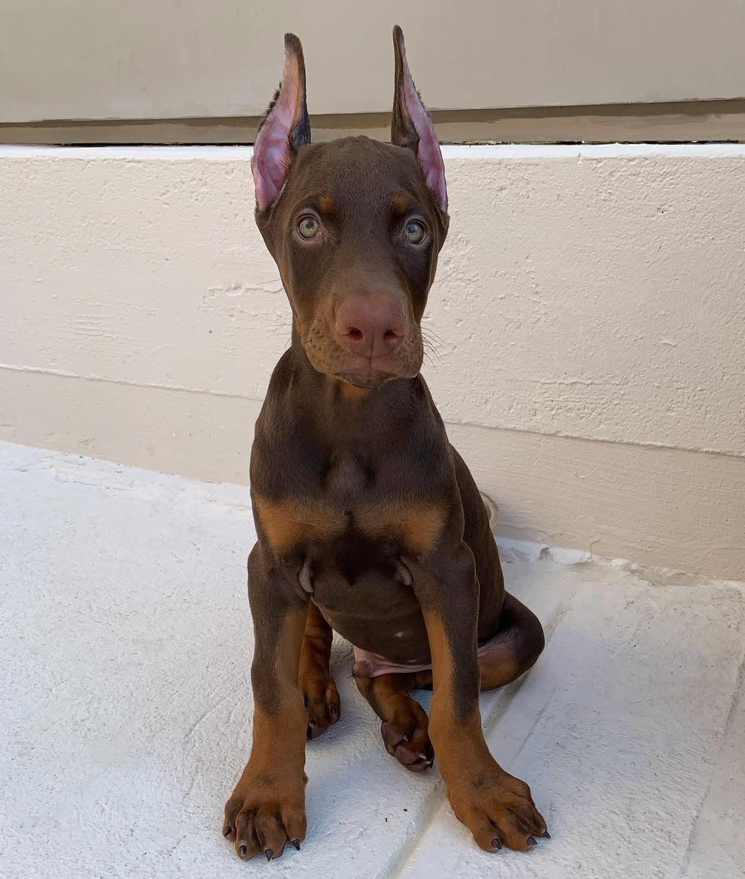 Doberman puppy Kyon