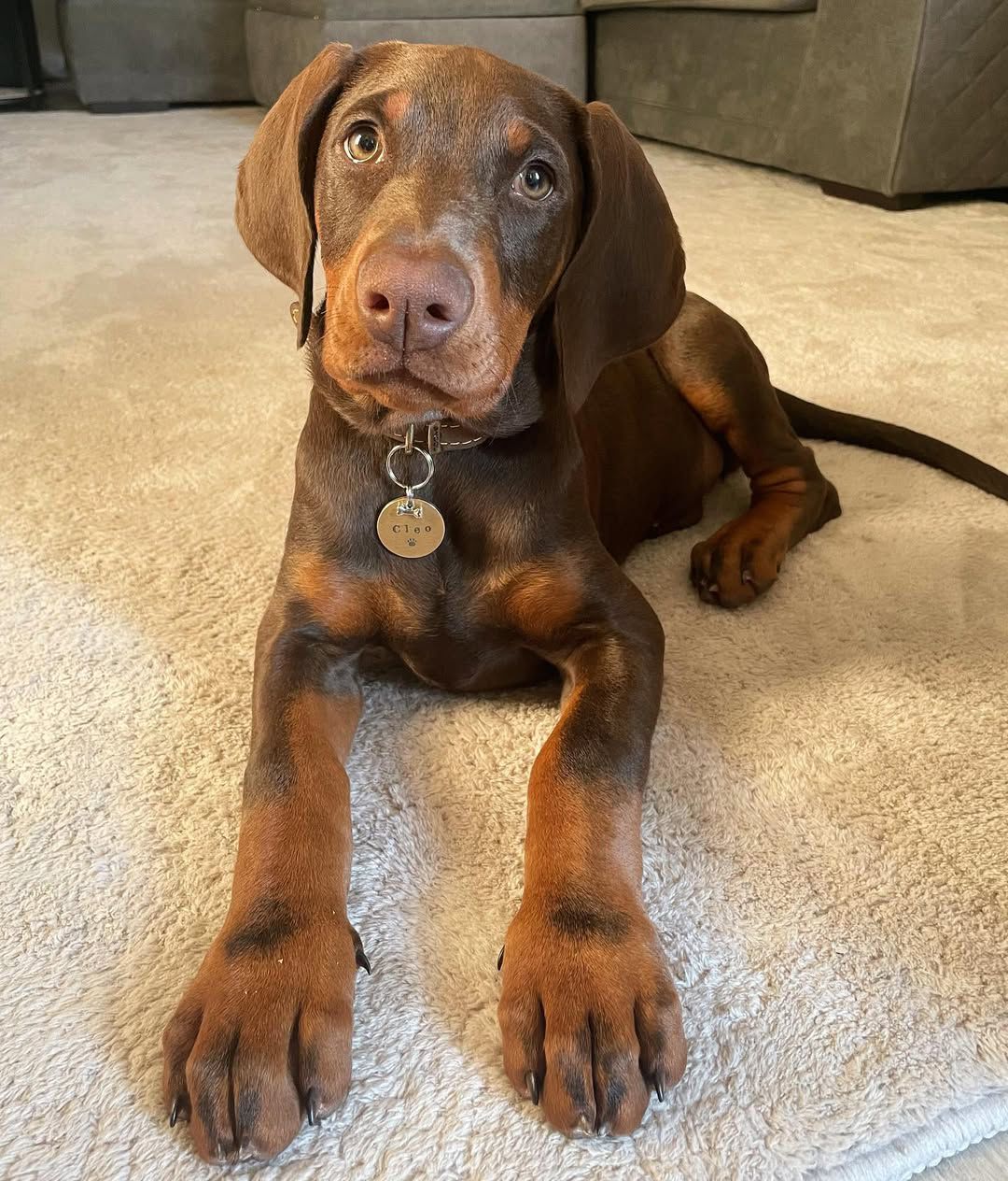Doberman puppy Cleo